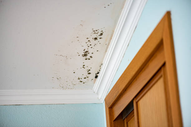 Best Mold Documentation for Insurance Claims  in Cottonde, AL